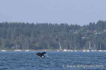 Protected areas, fishing bans to help B.C.’s threatened southern resident orcas