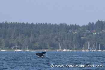 Protected areas, fishing bans to help B.C.’s threatened southern resident orcas