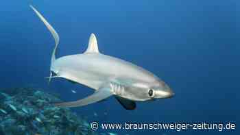 Italien: 13-Jähriger hat plötzlich 3-Meter-Hai an der Angel