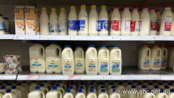 Dairy prices on the rise as consumers shop around for bulk buys, long-life products