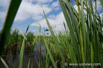Airlift Brings Used Christmas Trees to Rehab Louisiana Marsh
