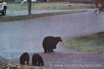 Port Alice resident hopes bear-proof garbage bins will save bear lives