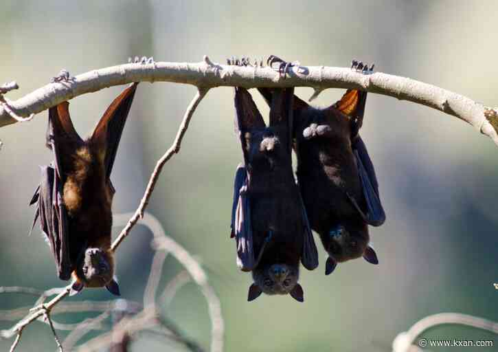 Rabid bat found at Zilker Park, city says