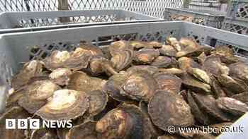 Thousands of oysters reintroduced to River Hamble