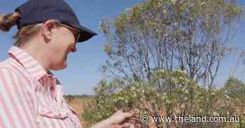 Bringing back the landscape at White Cliffs