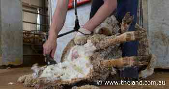 Mulesing chatter ignores the science