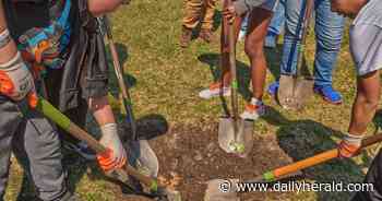 3,000 trees and counting: Middle schoolers hit milestone in Morton Arboretum's planting project