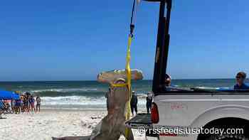 Pregnant great hammerhead shark found dead on Alabama beach with 40 unborn pups