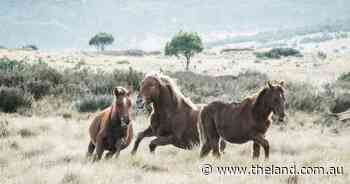 Green light given to remove 18,000 brumbies from Kosciuszko