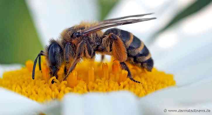 Der BUND lädt ein zum Spaziergang:  Ein Garten für Eidechsen, Wildbienen und Co. – Biologische Vielfalt am Rande eines Wohngebietes