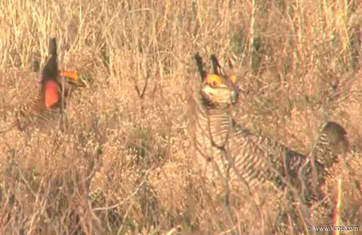 Senator pushes for protection of endangered species in New Mexico