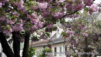 Kirschblütenfest und Street Food: Das ist am langen Wochenende los