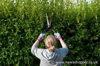 Bromley man in court after neighbour complains his hedge is too tall