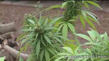Minnesota House approves adult-use cannabis bill; advances to Senate