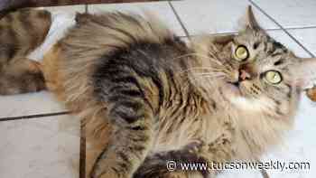 Southern Arizona Cat Rescue expands with cat lounge
