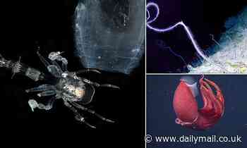 Up to 40% of creatures in the Twilight Zone could be wiped out by 2100 thanks to climate change