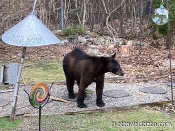 Today's letters: Shooting Kanata bear was cruel and unnecessary