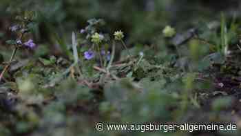 Das Moschuskraut zählt zu den fleißigsten Sauerstoffproduzenten