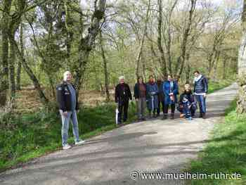 Baum des Jahres 2023: Moorbirken sind "hart im Nehmen"