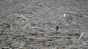 World's biggest cumulative logjam mapped in the N.W.T. — and it stores tons of carbon