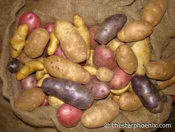 Lots of options for growing potatoes on the Prairies 