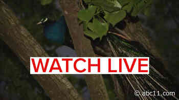 Raul, escaped Bronx Zoo peacock, spends morning perched in NYC tree: WATCH LIVE CAM