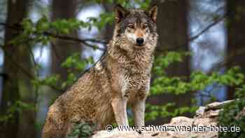 Genetischer Nachweis: Wolf reißt ein Reh bei Weil der Stadt