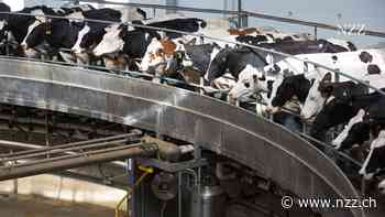 Russlands grösster Milchbauer ist ein Deutscher. Der Ukraine-Krieg stürzt ihn in eine groteske Lage