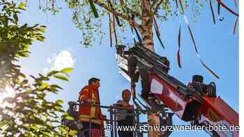 Maibaumstellen in Altensteig: Jeder Stadtteil hat seinen eigenen Baum