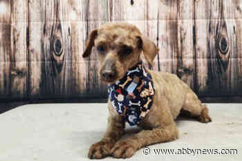 Severely matted and in pain, dog found wandering Shuswap given new ‘leash’ on life