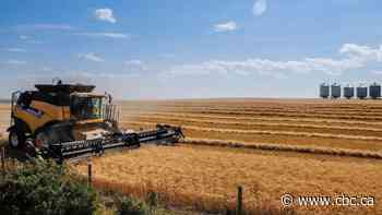 Farmers plan biggest wheat crop in more than 2 decades due to war in Ukraine
