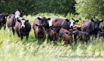 KSU veterinarian shares tips to prepare cattle for summer