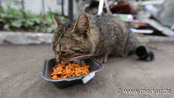 Stiftung Warentest: Katzenfutter-Testsieger ist vom Discounter – veganes Produkt überrascht