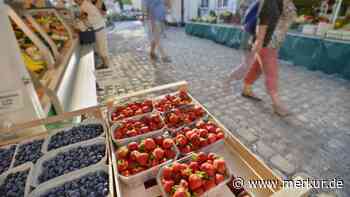 Erdbeeren in Gefahr? Deutsche Bauern klagen überall - auch am Bodensee