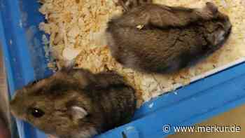 Zwei Kaninchen am Karlsfelder See und ein Käfig voller Hamster am Bahnhof