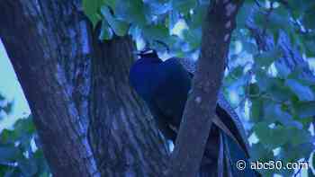 Raul, escaped peacock, back at Bronx Zoo after spending night in tree