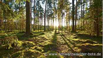 Klimaschutz in Neubulach: Bergwerksstadt verzichtet auf Fördergeld für Wald