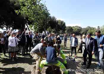 Le maire de Nice veut un arbre par habitant en 2026, les Verts se moquent de lui