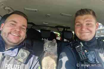Ausgebüxte Katze im Polizeiauto aufs Präsidium