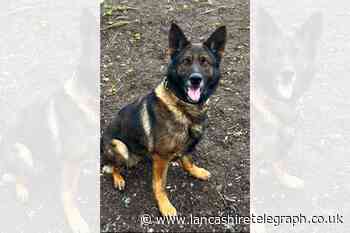 Nelson man found hiding under bush in Brierfield by police dog