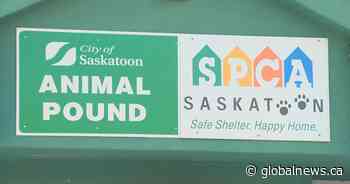 Saskatoon SPCA warns dog owners about parvovirus