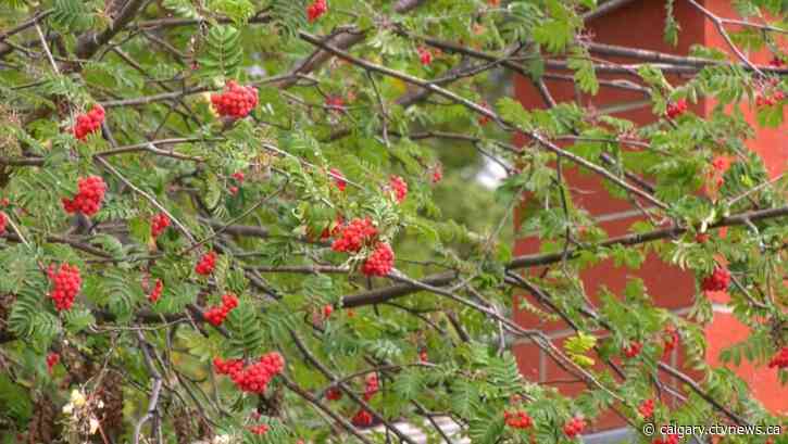Bear safety: Canmore, Alta., residents on board with new fruit tree program