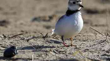 Imani the Piping Plover Welcomes 2 Guests at Montrose Beach