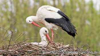 Storchen-Nachwuchs bei Fridolin und Mai in Leiferde