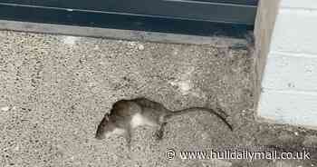 Rats in woman's basement chew through car leaving it undriveable