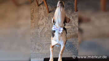 Echtes Ausnahmetalent: Blinder Beagle singt und spielt Klavier – gleichzeitig