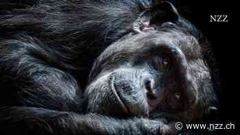 Das Erbgut von Säugetieren verrät viel über den Menschen – jetzt wurden 240 Genome analysiert