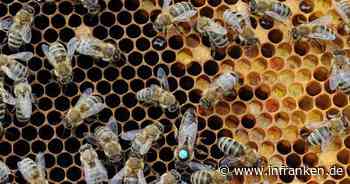 Coburg: Bienen von Tierseuche betroffen - Landkreis richtet Sperrbezirk ein
