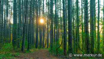 Maggi-Geruch im Wald? Dann sollten Sie unbedingt achtgeben