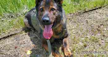 RCMP dog tracks Manitoba suspect to rural, wooded area